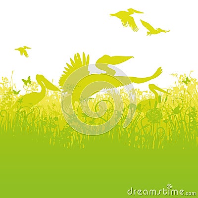 Pelicans on a pond Vector Illustration