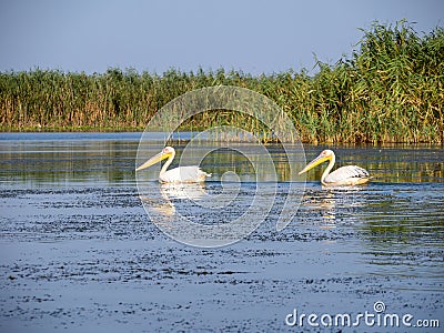 Pelicans on Potcoava de Sud lake, Danube Delta, Romania Stock Photo