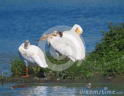 Pelicans Resting On Grass At Edge Of Lake Stock Photo