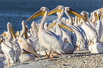 Pelicans resting Stock Photo