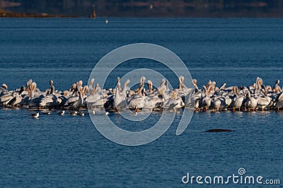 Pelicans on a sand bar in a lake as Laughing Gulls swim nearby Stock Photo