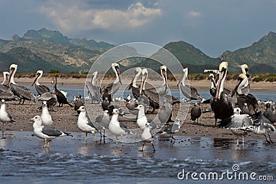 Pelicans and seagulls on a sandbar Stock Photo