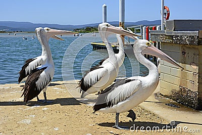 Pelicans on the shore in Mallacoota town centre. Stock Photo