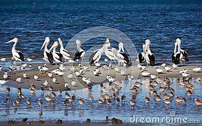 Pelicans and Shorebirds Stock Photo