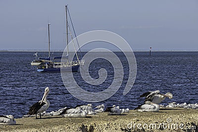 Pelicans, Silver Gulls and a Boat in Kangaroo Island, Australia Stock Photo