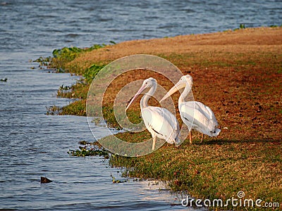 Pelicans standing by a lake in Baton Rouge Stock Photo