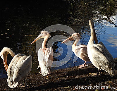 Pelicans standing on the river bank Stock Photo