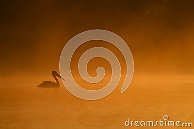 Pelicans at sunrise in the Danube Delta Biosphere Reserve in Romania. Stock Photo