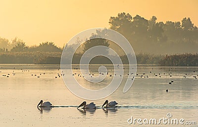 Pelicans swim across the water in the morning mist Stock Photo