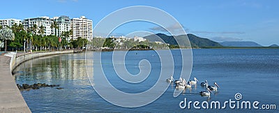 Pelicans swim against Cairns waterfront skyline Editorial Stock Photo
