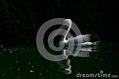 Pelicans swim in the morning light Stock Photo