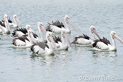 Pelicans swimming in a tight group together. Stock Photo