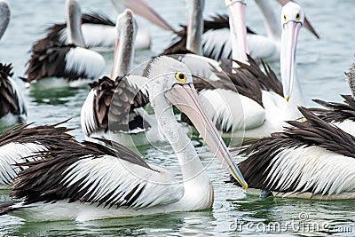 Pelicans swimming in a tight group together. Stock Photo