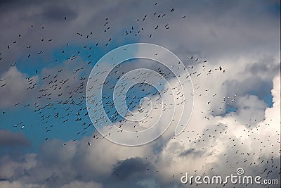 Pelicans at University Lake, Baton Rouge Stock Photo