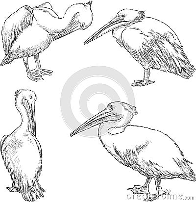 Pelicans Vector Illustration