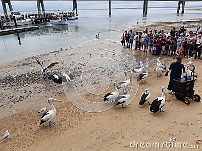 pelicans waiting for their feeding Editorial Stock Photo
