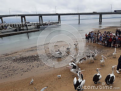 pelicans waiting for their feeding Editorial Stock Photo