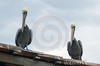 Pelicans Waiting and Watching for Lunch Stock Photo