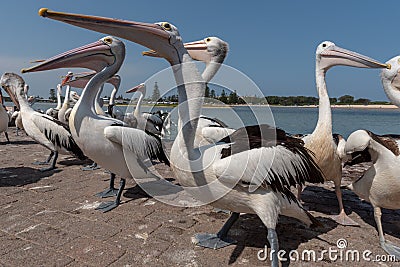 Pelicans waiting to get feed in australia Stock Photo