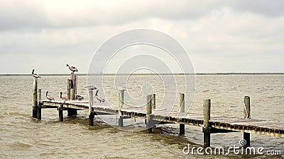 Pelicans Resting on a Fishing Pier Stock Photo