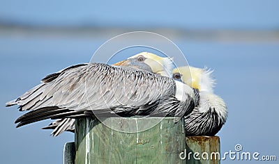 Pelicans on wooden posts Stock Photo