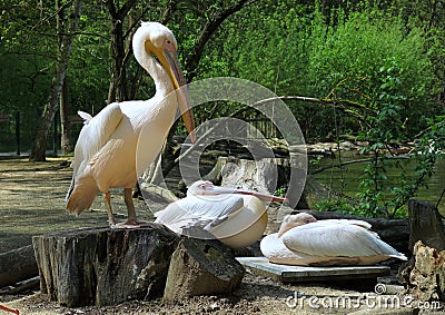 Pelicans in ZOO of Jihlava in Czech republic Stock Photo