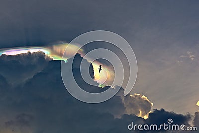 Pelikan flies in beautiful sky with clouds and colorful prisma l Stock Photo