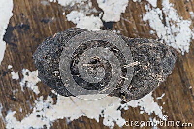 Pellet and droppings of a barn owl Stock Photo