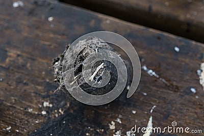 Pellet and droppings of a barn owl Stock Photo