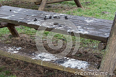 Pellet and droppings of a barn owl Stock Photo