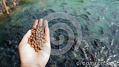 A Pile of brown Pellets feeds the fish on a female hand with blurred background of a large group of domestic fishes in the pond Stock Photo