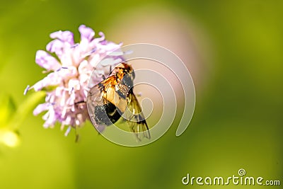 Pellucid Fly on a flower Stock Photo