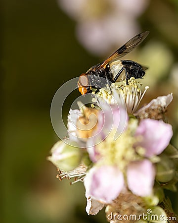 A pellucid fly Volucella pellucens on a flower Stock Photo