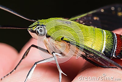 Pellucid hawk moth Stock Photo