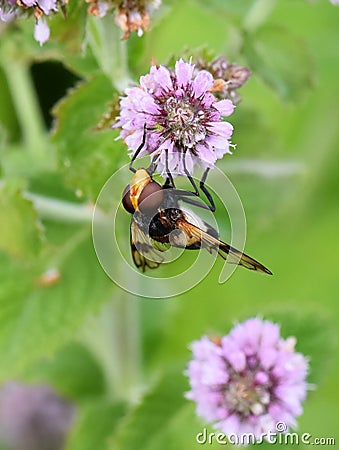 Pellucid hoverfly on flower Stock Photo