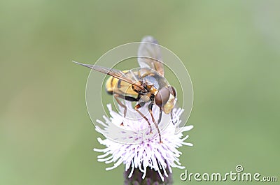 Pellucid Hoverfly Stock Photo