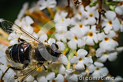 The pellucid hoverfly [Volucella pellucens Stock Photo