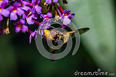 The pellucid hoverfly [Volucella pellucens Stock Photo