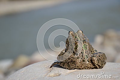 Eurasian Marsh Frog Stock Photo