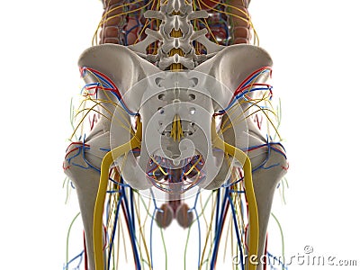 The pelvic anatomy Cartoon Illustration