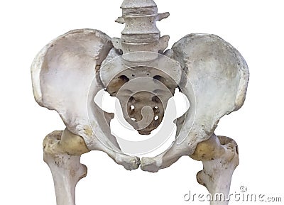 Pelvic bone with femoral neck joint isolated on white background Stock Photo