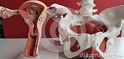 Pelvic bones of female reproductive system uterus anatomy Stock Photo