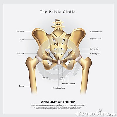 The Pelvic Girdle of Human Hip Bone Anatomy Vector Illustration