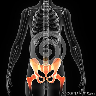 Pelvic hip Stock Photo