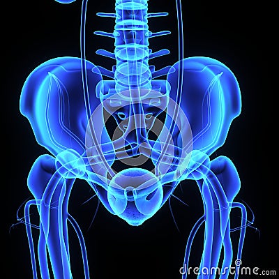 Pelvic hip bone Stock Photo