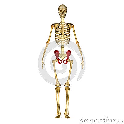 Pelvic Stock Photo