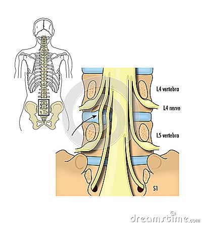 Pelvic nerve roots Vector Illustration