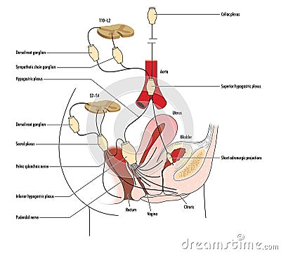 Pelvic nerves Vector Illustration