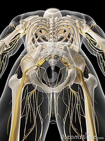 The pelvic nerves Cartoon Illustration