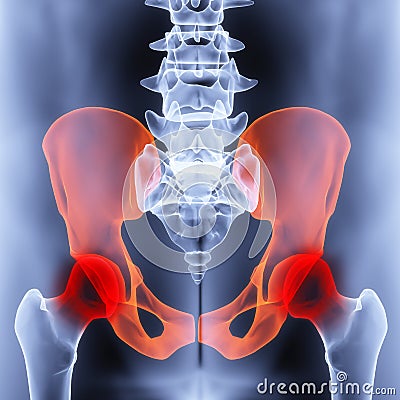 Pelvis Stock Photo